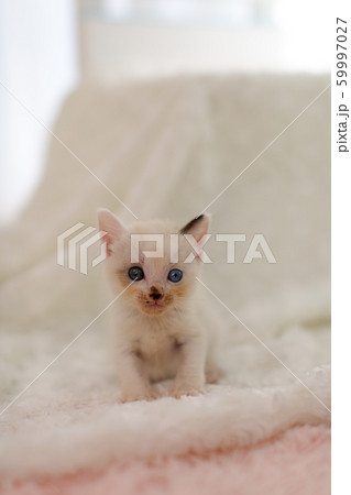 仔猫 生後4週間 保護猫 仔猫 生後4週間 保護猫 59997027