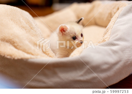 仔猫　生後4週間　猫 59997253