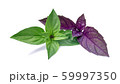 Fresh leaves of purple and green basil herb isolated on a white background with a light sunny shadow. Top view on the tip of the plant. 59997350