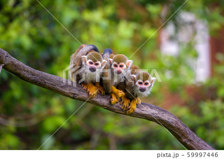Three common squirrel monkeys sitting on a tree branch 59997446