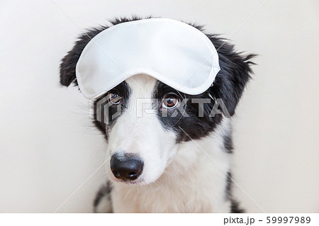 Funny cute smilling puppy dog border collie with Funny cute smilling puppy dog border collie with 59997989