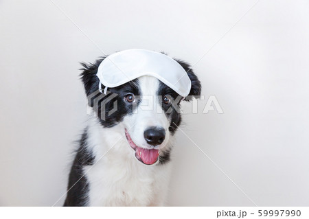 Funny cute smilling puppy dog border collie with 59997990