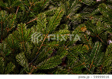Branches of the pine tree Branches of the pine tree 59999016