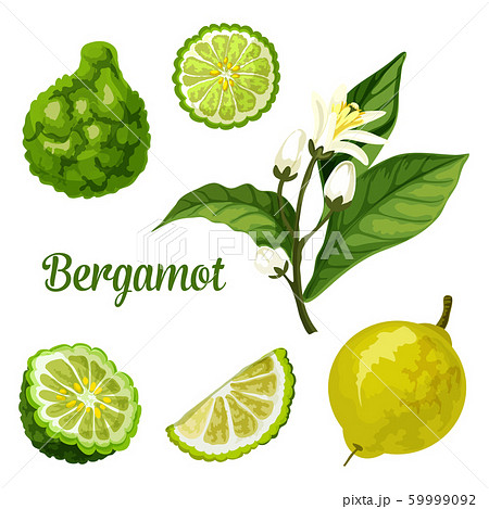 Bergamot Orange Fruit Slice Kaffir Lime Plantのイラスト素材