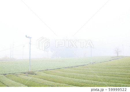 茶畑（晩秋） 59999522