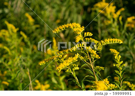 Canada goldenrod, rag weed, ragweed, golden rod or 59999991