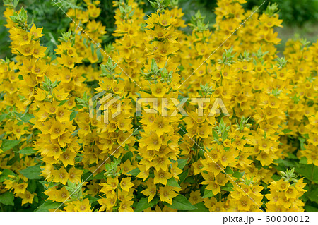 Yellow bells flowers of Lysimachia punctata in Yellow bells flowers of Lysimachia punctata in 60000012
