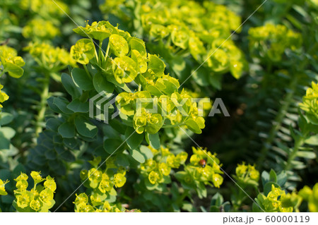 Euphorbia myrsinites, the myrtle spurge, blue 60000119