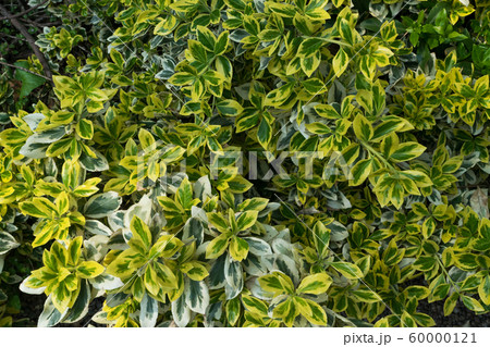 Euonymus fortunei, wintercreeper, spindle or Euonymus fortunei, wintercreeper, spindle or 60000121