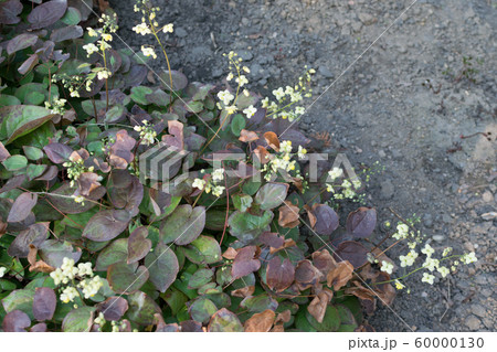 Small flowers of epimedium sagittatum, barrenwort 60000130