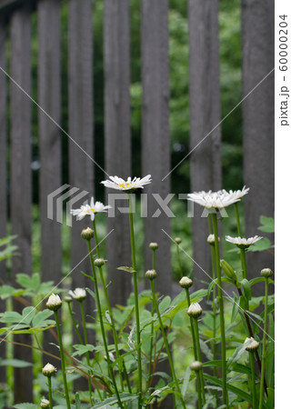 White garden chamomile in garden close up with White garden chamomile in garden close up with 60000204