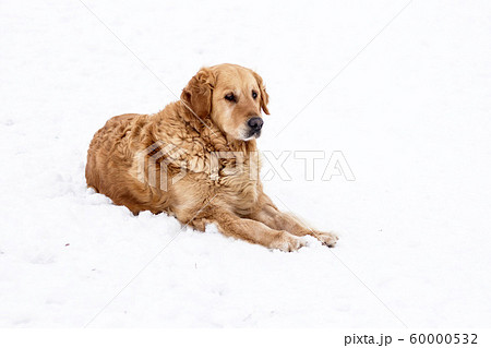 old golden retriever dog winter snow portrait old golden retriever dog winter snow portrait 60000532