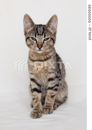 Young European Shorthair cat sitting on white background. Young European Shorthair cat sitting on white background. 60000686