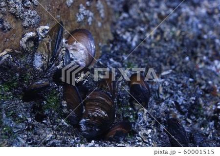 Cluster Of Black Mussels On Coastal Rock (Mollusca bivalvia) 60001515