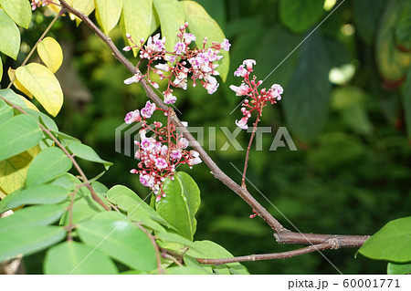 スターフルーツの花 スターフルーツの花 60001771