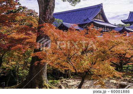 (京都)燃える紅葉、東福寺・方丈 (京都)燃える紅葉、東福寺・方丈 60001886