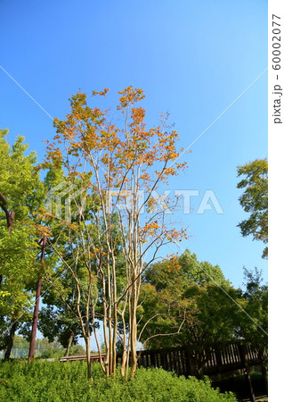 サルスベリ紅葉 サルスベリ紅葉 60002077