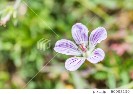 native species of Single Flower Cranesbill native species of Single Flower Cranesbill 60002130