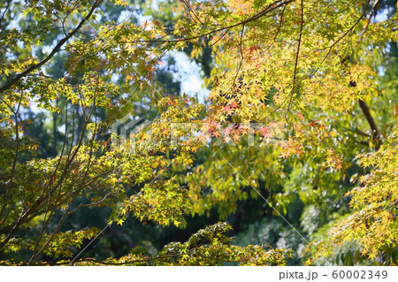 色づくイロハモミジ 色づくイロハモミジ 60002349
