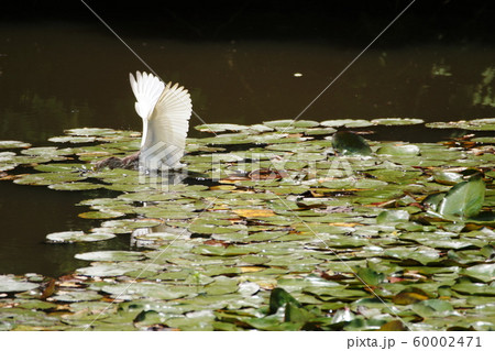アカガシラサギ Chinese pond heron アカガシラサギ Chinese pond heron 60002471