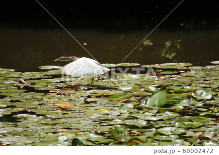 アカガシラサギ   Chinese pond heron 60002472