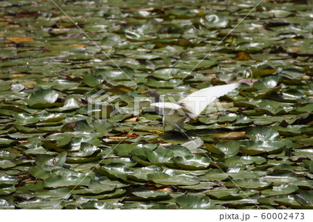 アカガシラサギ   Chinese pond heron 60002473