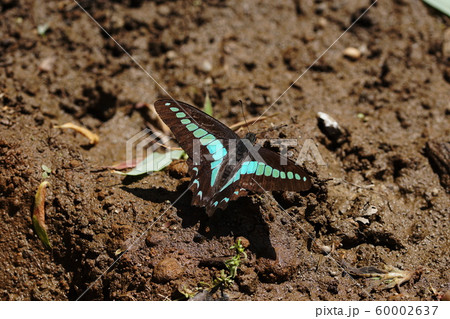アオスジアゲハ Common Bluebottle アオスジアゲハ Common Bluebottle 60002637