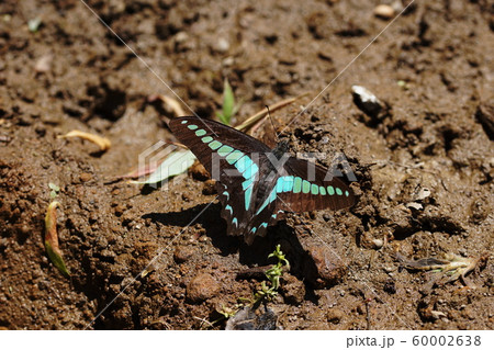 アオスジアゲハ　Common Bluebottle 60002638