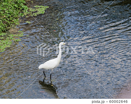 コサギ Little egret コサギ Little egret 60002646