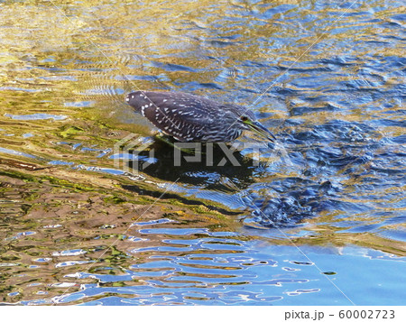 ゴイサギ幼鳥 Black-crowned night heron ゴイサギ幼鳥 Black-crowned night heron 60002723