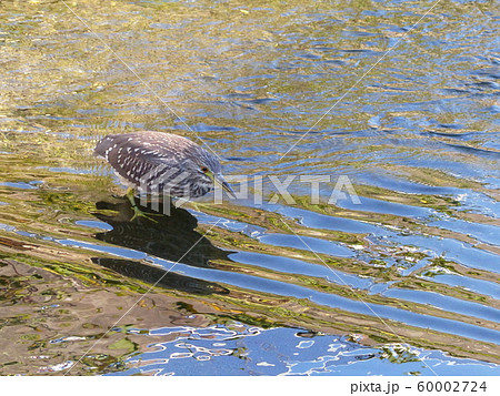 ゴイサギ幼鳥 　Black-crowned night heron 60002724