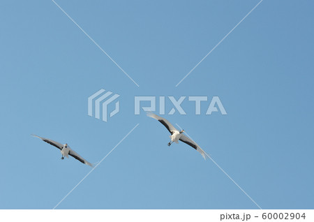 青空と二羽のタンチョウ(北海道・鶴居) 青空と二羽のタンチョウ(北海道・鶴居) 60002904