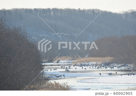タンチョウのねぐらの上空を飛ぶハクチョウ(北海道・鶴居) タンチョウのねぐらの上空を飛ぶハクチョウ(北海道・鶴居) 60002905
