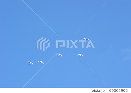 空飛ぶタンチョウの群れ（北海道・鶴居） 60002906