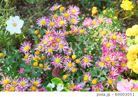 菊の花 菊の花 60003051
