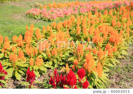 ケイトウの花 ケイトウの花 60003053