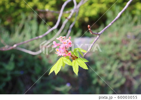 ベニバナトチノキの花 ベニバナトチノキの花 60003055
