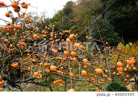 花御所柿 鳥取県八頭町の写真素材