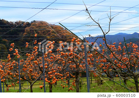 花御所柿・鳥取県八頭町 60003510