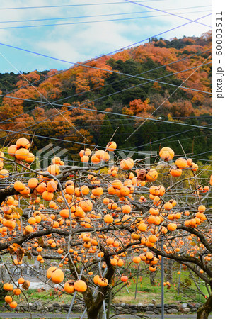 花御所柿・鳥取県八頭町 60003511