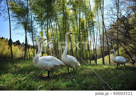 昭和の森の白鳥 60003521