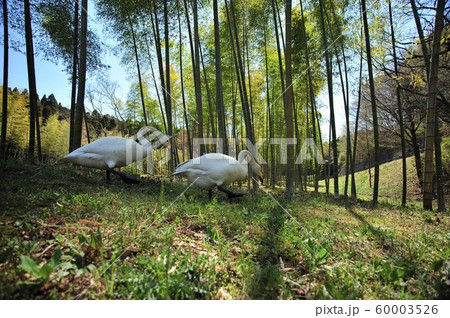 昭和の森の白鳥 60003526