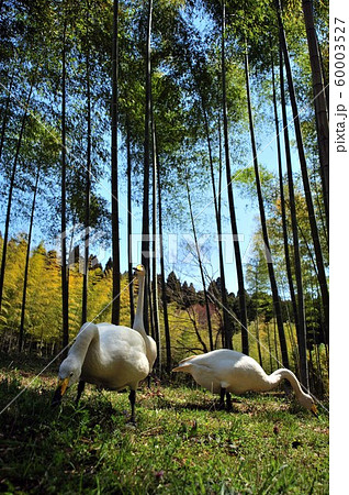 昭和の森の白鳥 60003527