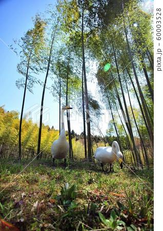 昭和の森の白鳥 60003528