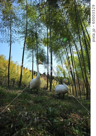 昭和の森の白鳥 60003529