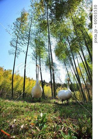 昭和の森の白鳥 昭和の森の白鳥 60003530