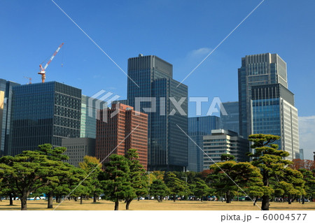 東京　千代田区　ビジネス街　皇居外苑　黒松 60004577