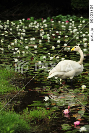 昭和の森白鳥 昭和の森白鳥 60005304