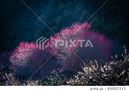 春の訪れ 春の訪れ 60005315