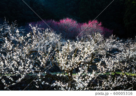 春の訪れ 60005316